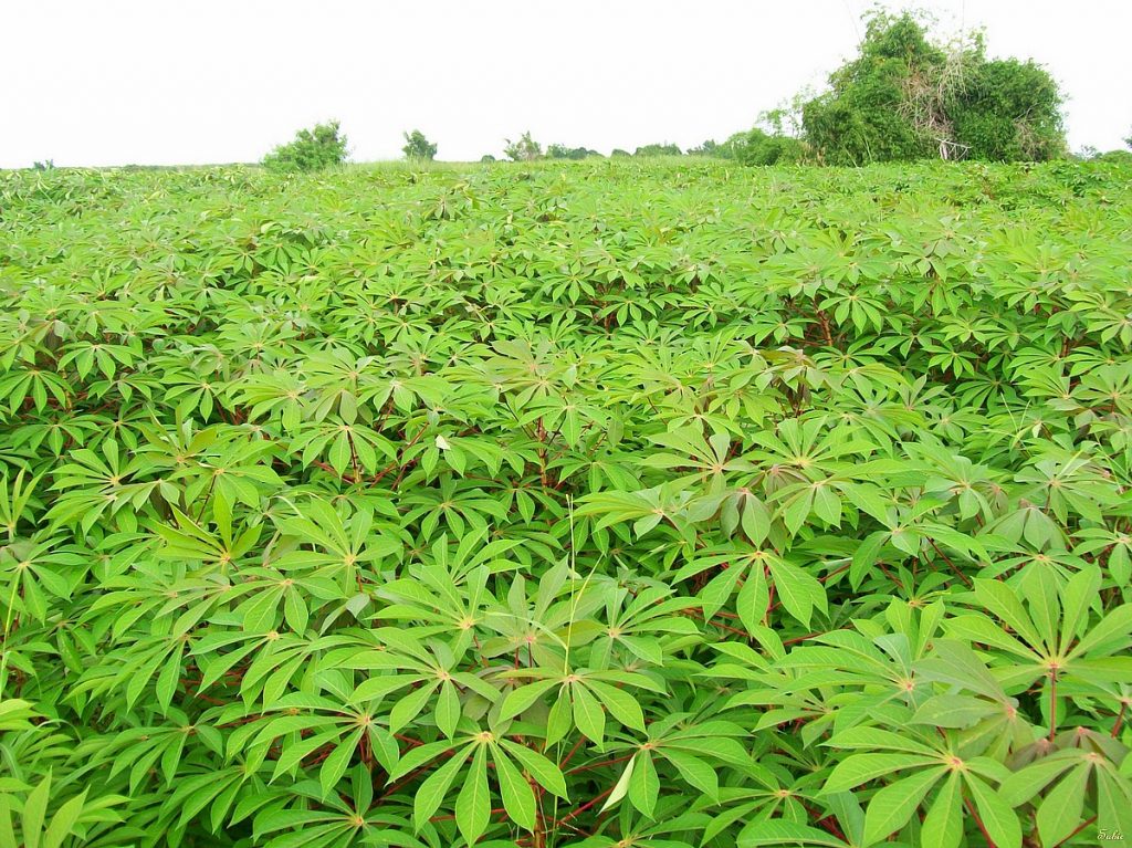 RESEARCH: Cassava may benefit from atmospheric change more than other crops