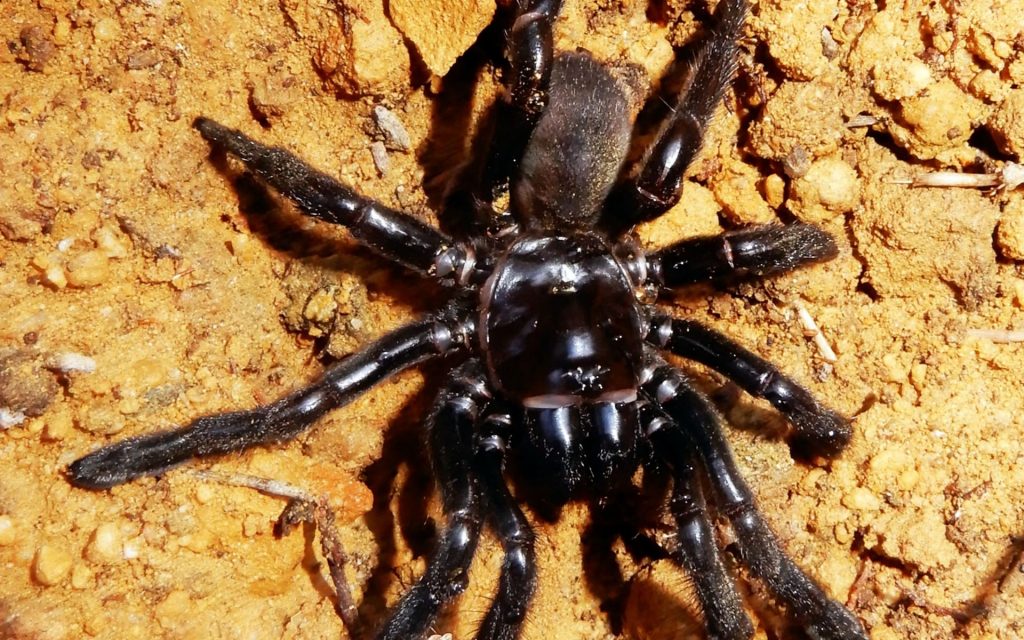 No. 16: Scientists left ‘miserable’ after world’s oldest spider dies aged 43
