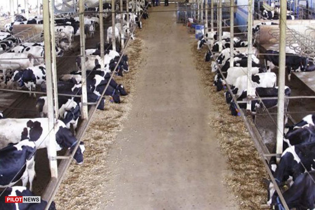 FG’ll revamp dairy value chain for food security, says Minister