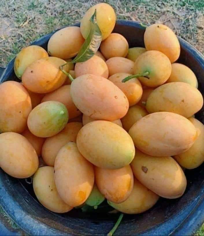Nigeria ranks 11th in global mango production – NAMPPMAN