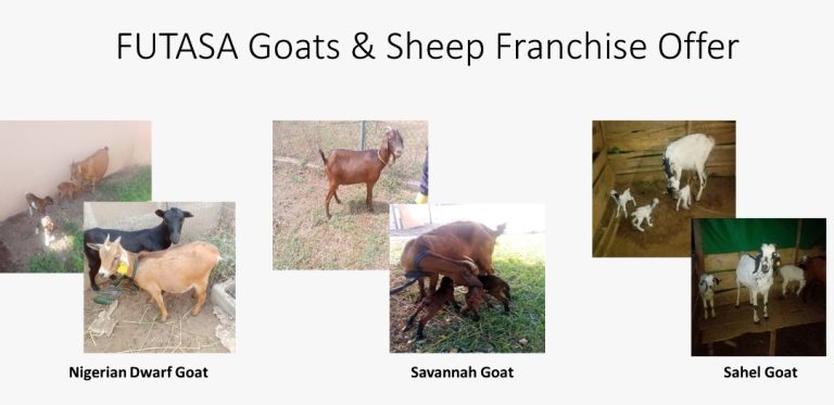 Nigeria’s FUTA introduces disease-resistant goat, sheep breeds