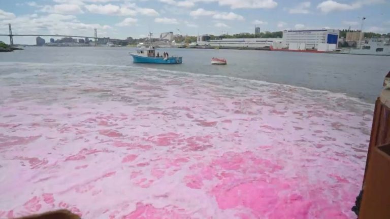 Halifax Harbour dyed pink for research project to remove CO2 from atmosphere