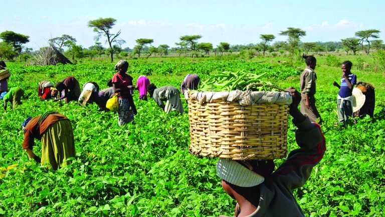 Farmers in Zamfara get Free equipment, seeds under FG scheme