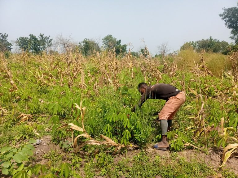 NiMet tasks Nasarawa farmers to adhere to seasonal prediction Katsina farmers urge govts to subsidize cost of fertilizer