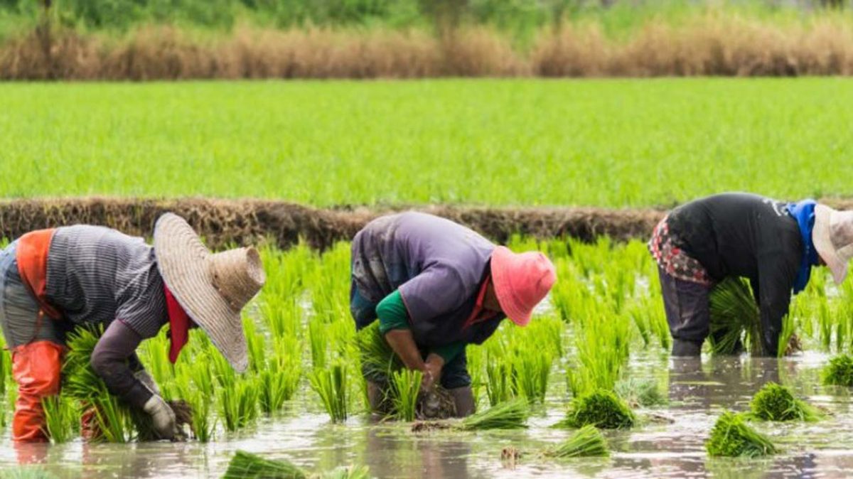 Farmers laud Tinubu’s rice distribution but seek sustainable food ...