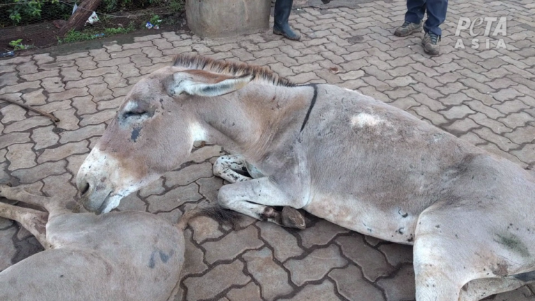 PETA continues push for nationwide ban on donkey slaughter in Nigeria Donkey
