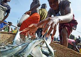 Nigeria’s aquaculture holds $296bn annual revenue potential, says WAS