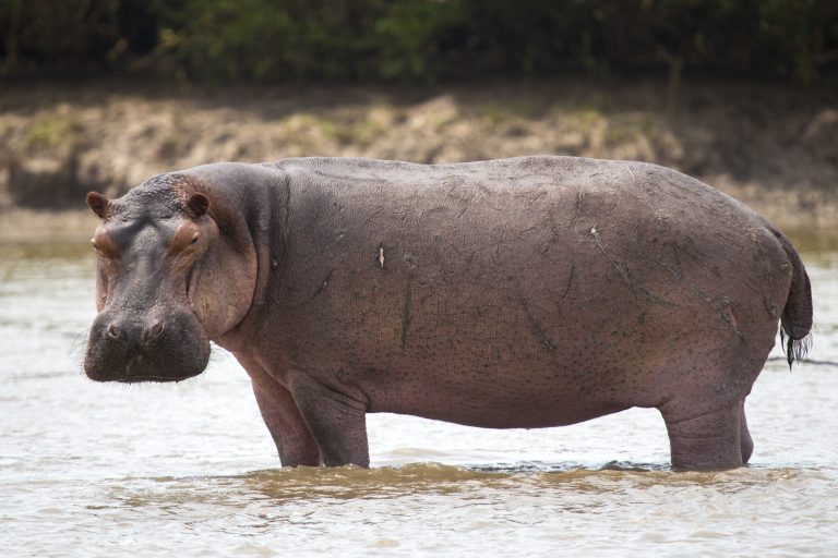 Gombe govt issues safety advisory over hippopotamus attack Hippopotamus