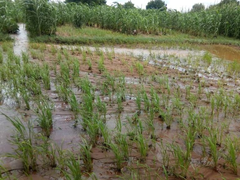WFD: 1.39m hr of cropland flooded in Northeast Nigeria – FAO