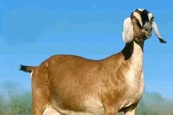 Soaring cost of livestock squeezes yuletide budgets of FCT residents