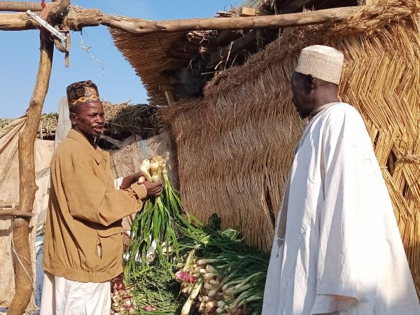 Nasuru Mai Albasa while selling the new variety of the white onion to his customer at Kasuwar Daji market, Sokoto.