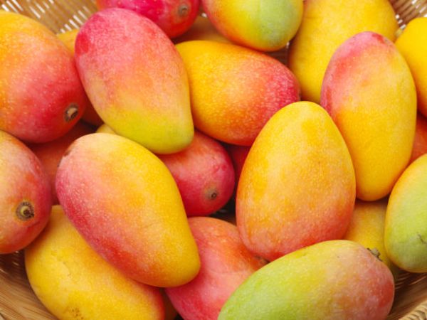 NAMPPMAN: Nigeria ranks 11th largest global mango producer Mangoes