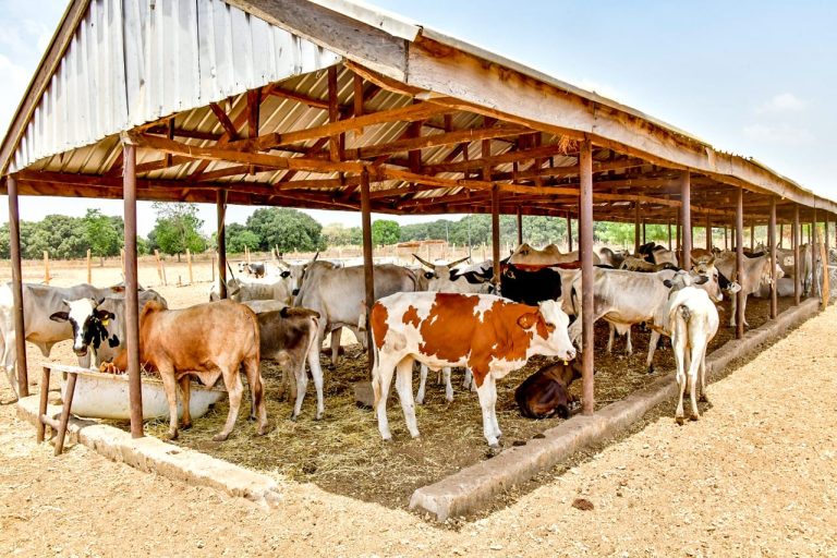 Niger to host largest cattle ranch under new partnership with JBJ Brazil