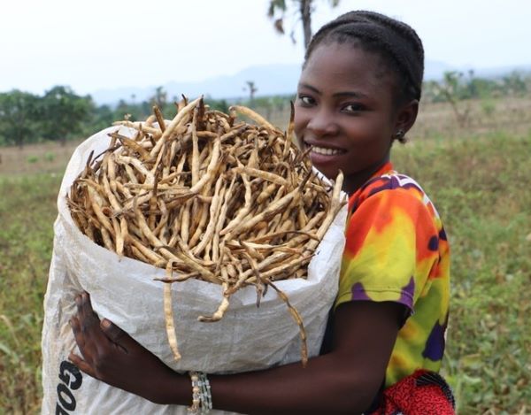 AATF’s Tignegre named 2025 top Agri-Food Pioneer by World Food Prize A female farmer displaying her harvest of Pod Borer-Resistant