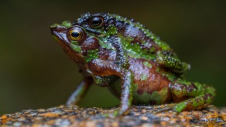 Brazilian toad toxin shows potential for vascular disease treatment