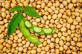 Soybean: FG validates expansion blueprint soybeans