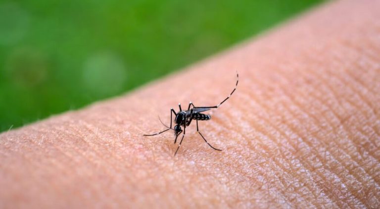 Global health alert as Chikungunya resurges, infects over 445,000 in 2025 The Aedes mosquito, which transmits chikungunya virus. Photo Credit PAHO