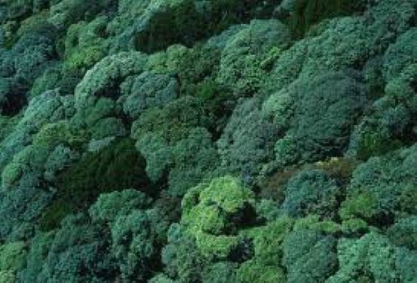 New study reveals how forest giants handle light and heat Amazon rainforest canopy trees