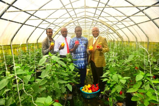FUTA scales up bell pepper production, eyes export markets FUTA Bell pepper