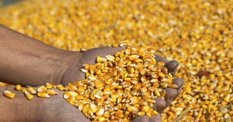 Kwara assembly moves against GMO seeds