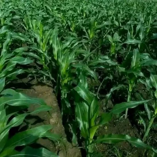 Report on potential impacts of allowing GM maize production and imports in India Maize1