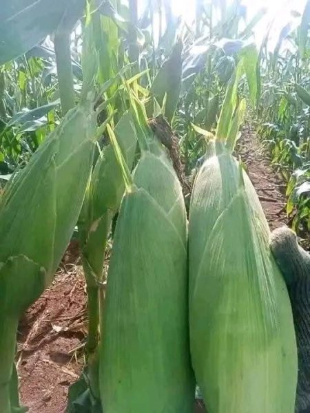 Brainstorming workshop on biotech intervention in maize: Challenges and opportunities Maize2