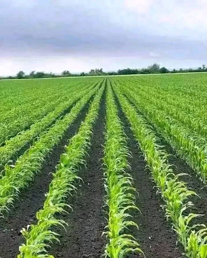 Agribusiness adviser urges farmers to adopt AI tools