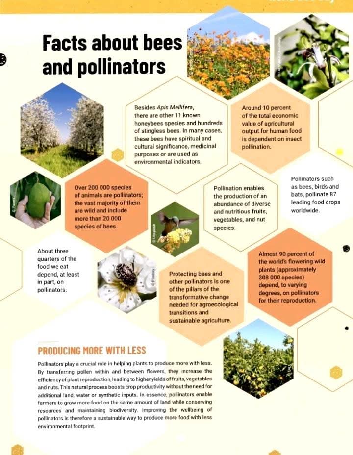 Bees and pollinators infograph