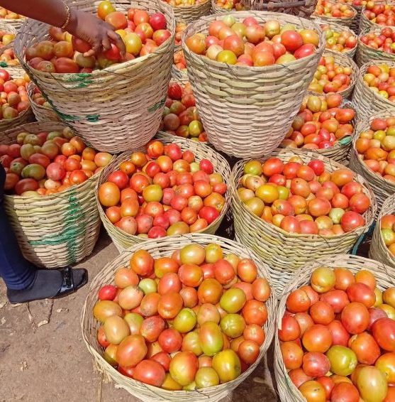 Bumper harvest brings relief to farmers in Minna communities Tomatoes