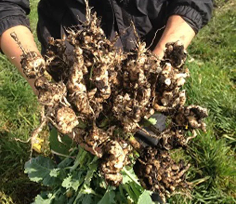 Chinese scientists identify clubroot disease called “cancer” of cruciferous crops