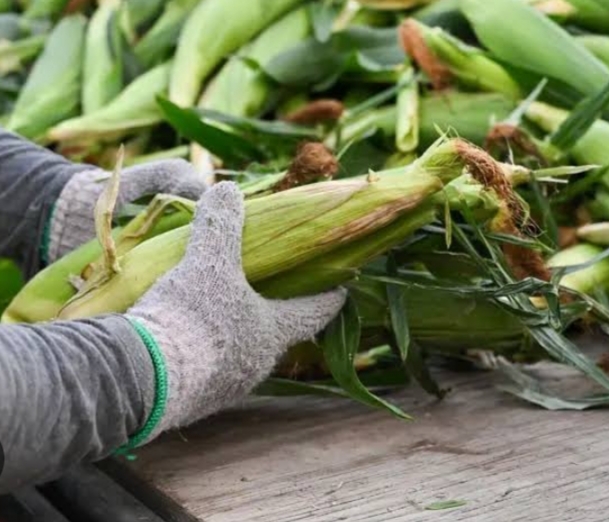 GMOs and human health in Nigeria: Between innovation and uncertainty