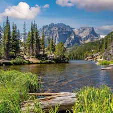 NPS raises alarm over rapid decline of West African lions