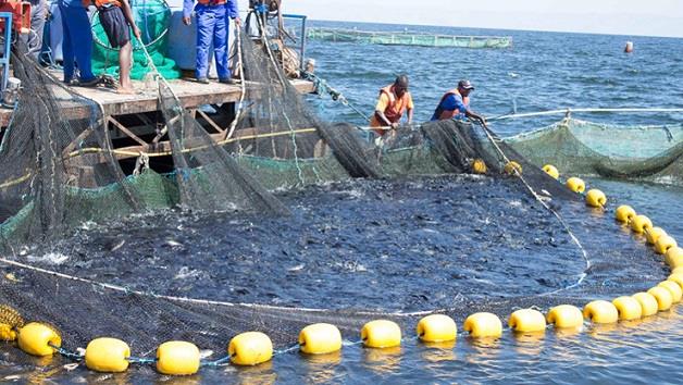 How Africa’s aquaculture drives blue economy growth – Report