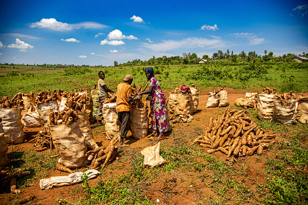 Drought-resistant cassava boosts yields and incomes for farmers in eastern Rwanda