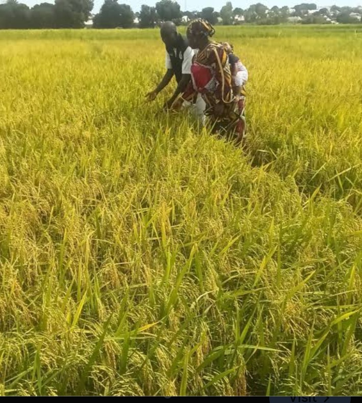 Agaie farmers battle crop pests