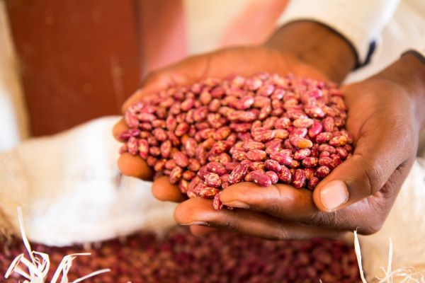 Rwanda gazettes list of crop varieties for farming and commercial seed production