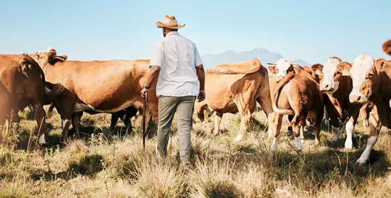 Tanzania woos investors into dairy and beef production