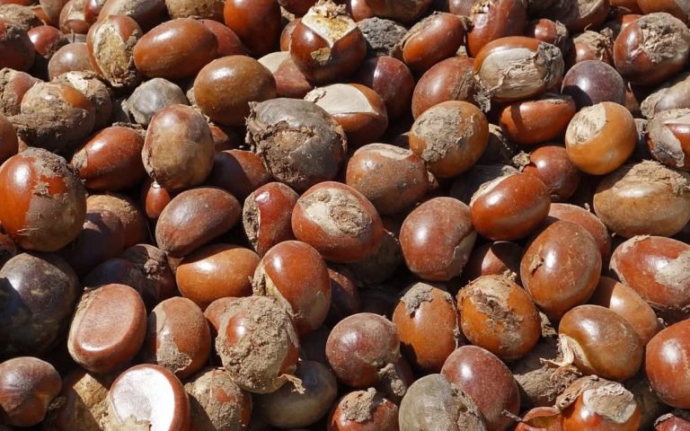 Shea nuts