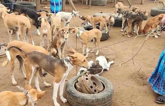 Expert warns of rabies risk from unvaccinated stray dogs
