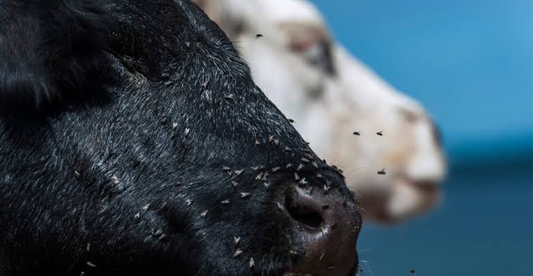 Akwa Ibom flags off tsetse fly surveillance to protect livestock