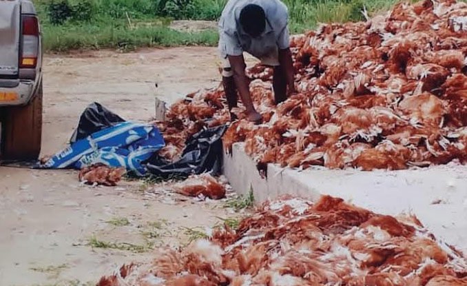 Birds devastate Bakalori farms, Zamfara farmers seek urgent help