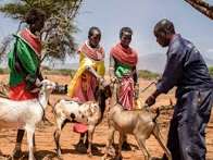 FG reaffirms commitment to eradicate peste des petits ruminants (PPR)