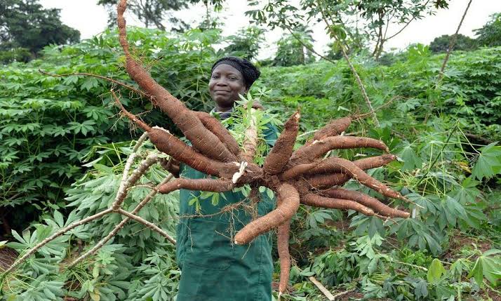 Ogun distributes agricultural Inputs to 2,740 cassava farmers