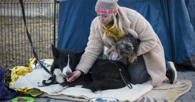 YPLDP partners Hisbah to combat animal cruelty