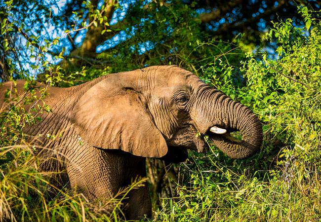 Kenya study suggests Mount Elgon elephants ‘self‑medicate’ with dozens of medicinal plants