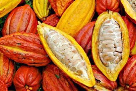 Ugandan cocoa chases coffee, earns millions of dollars in forex Ugandan cocoa